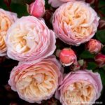 Bild von Garten Schlüter Kletterrose 'New Dreams®', Wurzelnackte Pflanze, 2 – 3 Triebe, A-Qualität Liefergröße: mindestens 3 starke Triebe – A-Qualität