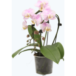 Produktbild von Orchideen Klusmann Table Dance Wasserfall Angel Eyes mit 2 Rispen