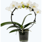 Bild von Orchideen Klusmann Table Dance Rundbogen Weiß mit weißen Blüten