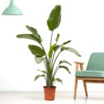 Bild von blumenshop.de Paradiesvogelblume Strelitzie XXL   +/- 130 -140 cm   ø 24 cm   Strelitzia Nicolai