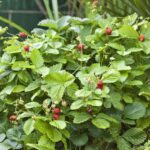 Bild von Erdbeere 'HUMMI® Waldfee' – Die Walderdbeere 6 Stück Lieferform: 6 Pflanzen