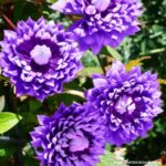 Bild von Garten Schlüter Clematis 'Kokonoe' Liefergröße: 60 – 100 cm