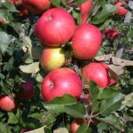 Bild von Garten Schlüter Winterapfel 'Topaz®' Liefergröße: 80 – 100 cm