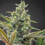 Bild von Lemon Haze CBD Samen Feminisiert 1 Samen