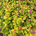 Bild von Garten Schlüter Zwerg-Spiere 'Magic Carpet' Liefergröße: 20 – 30 cm